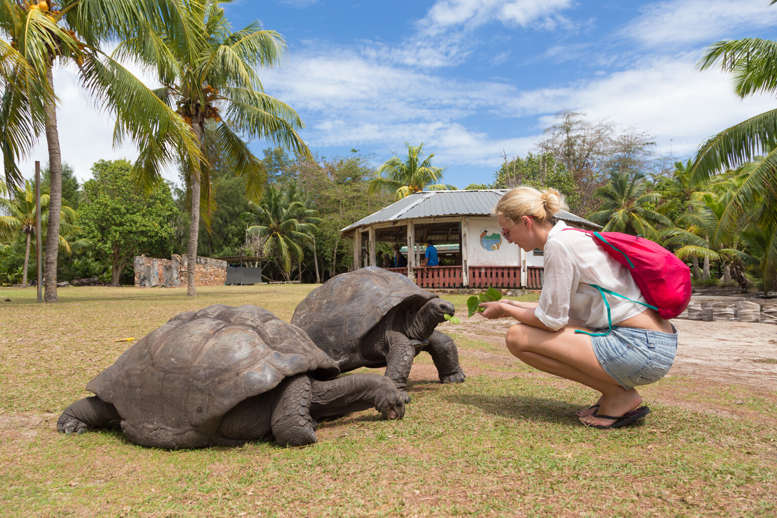 Une femme nourrissant les tortues géantes des Seychelles dans le parc national de la Marine sur l'île de Curieuse