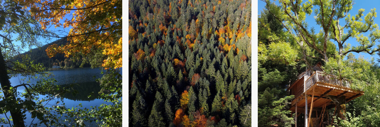 Lac des Vosges, fôret de sapin, cabane des Vosges