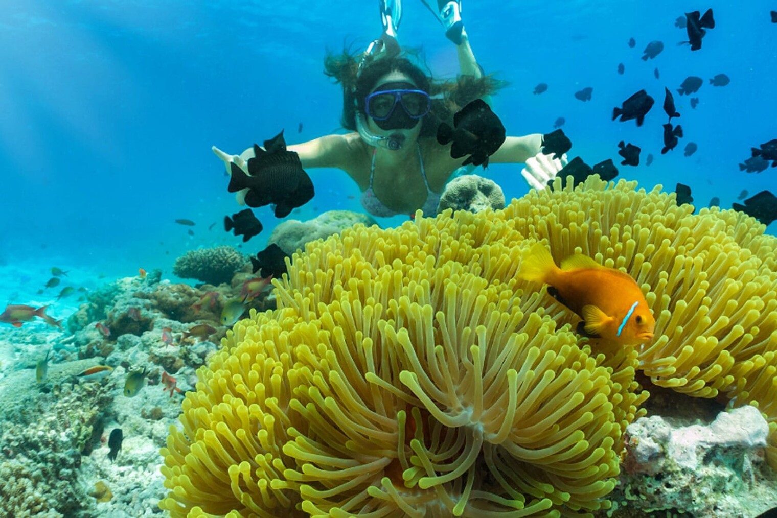 entre anémones et poissons clowns