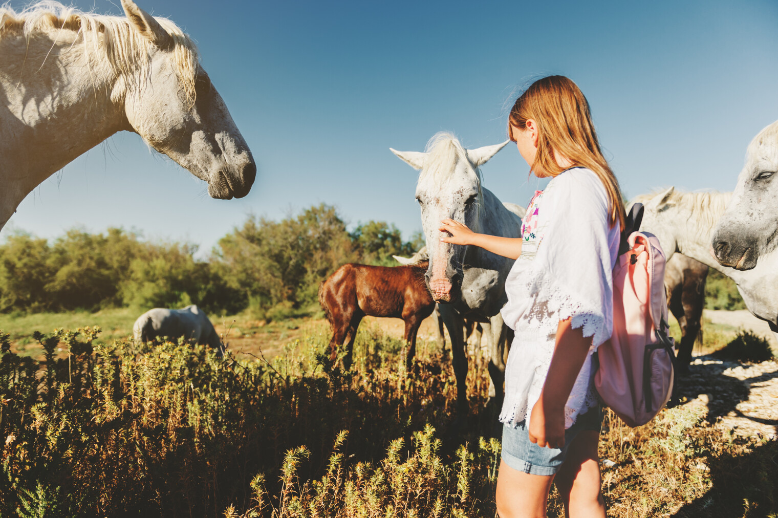 Une jeune femme en train de caresser la tête d'un cheval blanc camargais