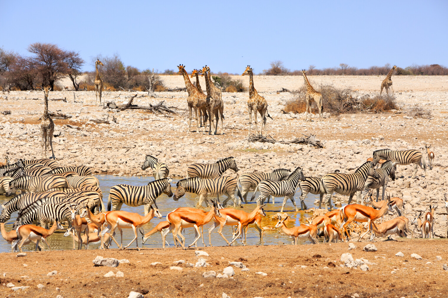 Un trou d'eau à Etosha en Namibie avec des girafes, des zèbres, des sprungbok et des oryx