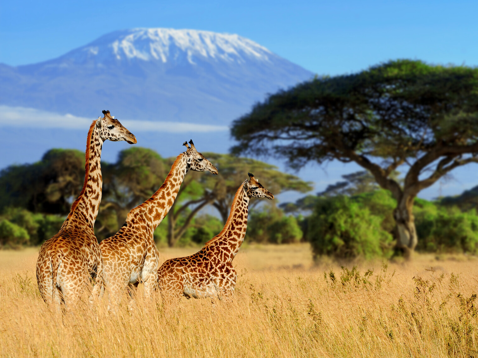Trois girafes avec en fond le Kilimandjaro, dans un parc national au Kenya