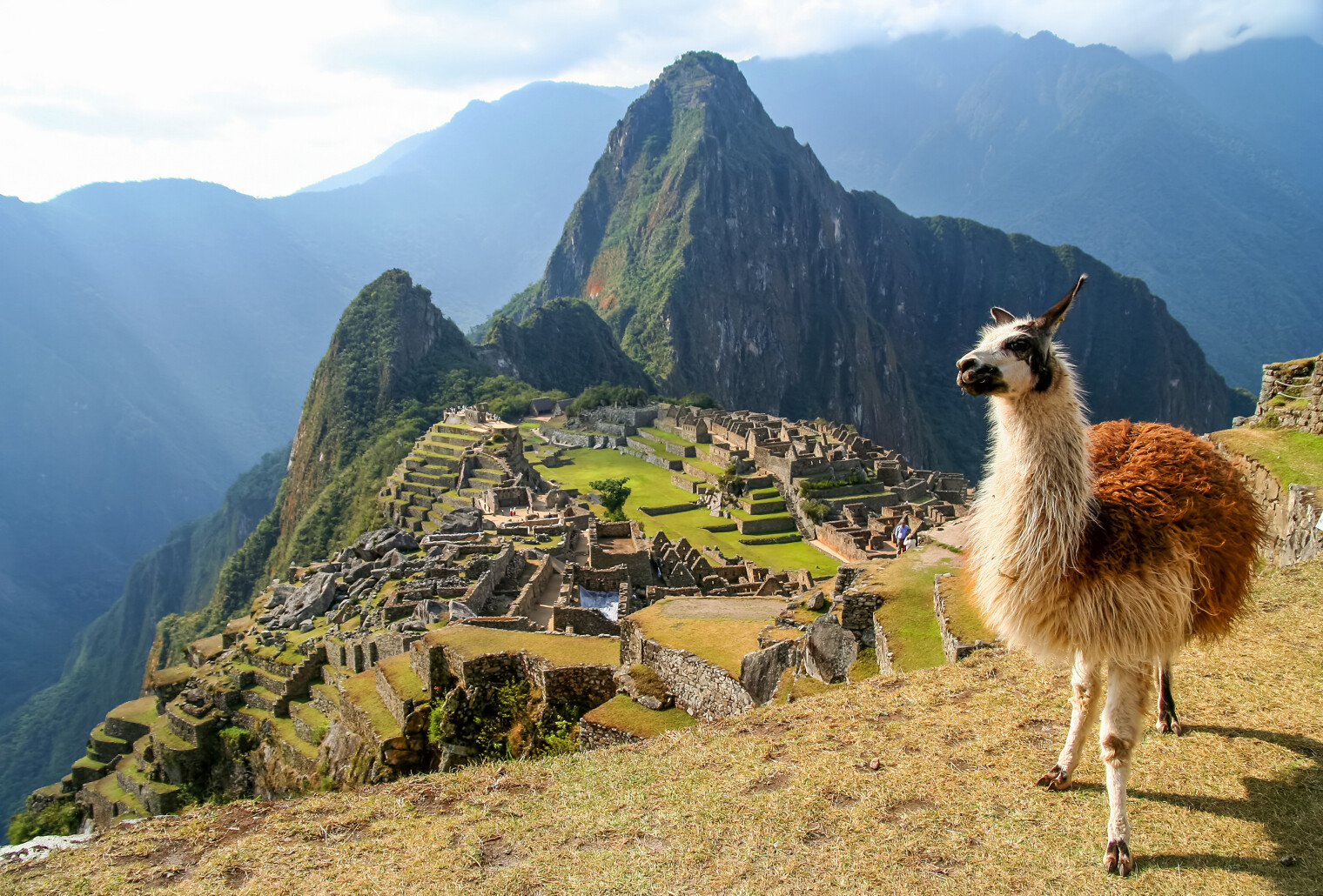 Vue sur un lama avec en fond le Machu Picchu au Pérou