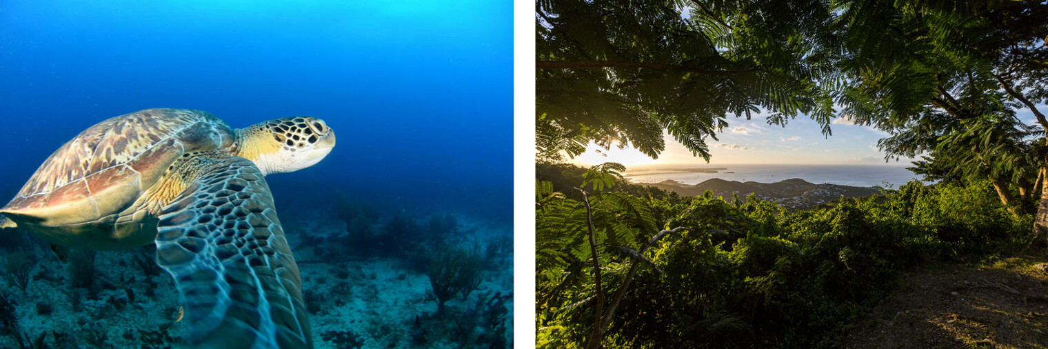 Nature de l'eau à la forêt