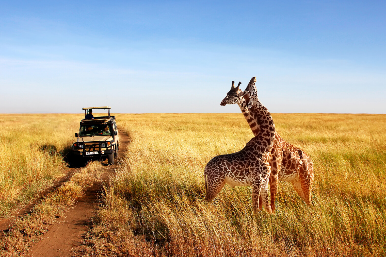 Deux girafes et un 4X4 d'exploration dans un parc naturel de Tanzanie
