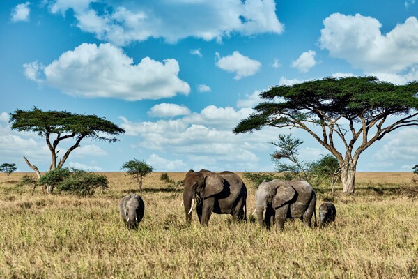 Cap sur la Tanzanie : itinéraire entre safaris magiques et sable blanc entre femmes