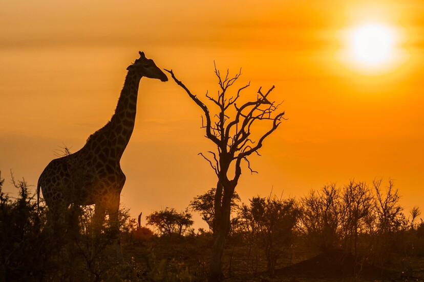 Partir en Afrique du Sud avec une agence de voyage