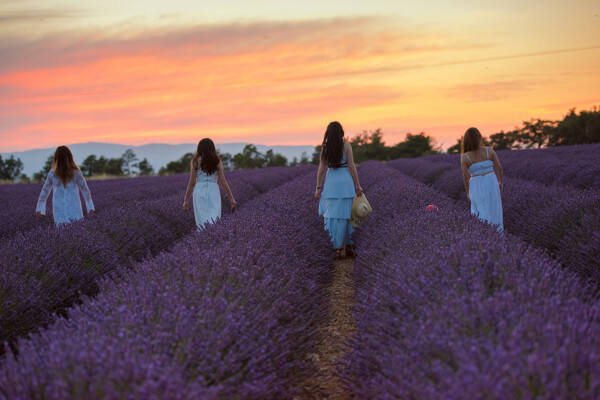 4 femmes dans un champ de lavande dans le Sud de la France