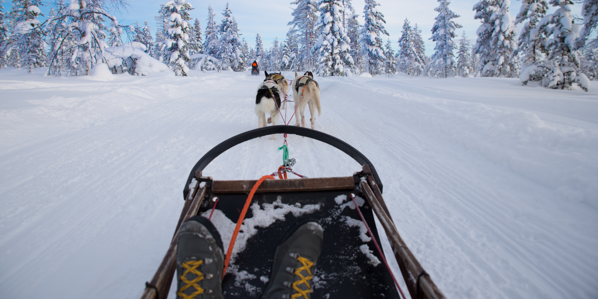 Traineau à chiens et aurores boréales 