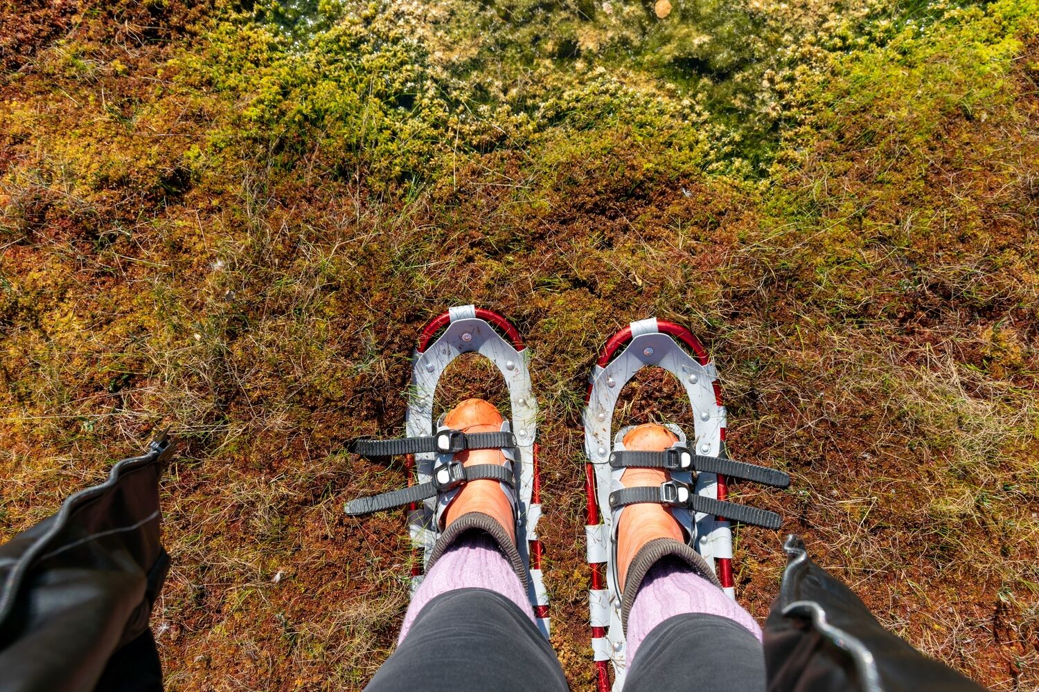 Pärnu - Parc National de Sooma - Tallinn 