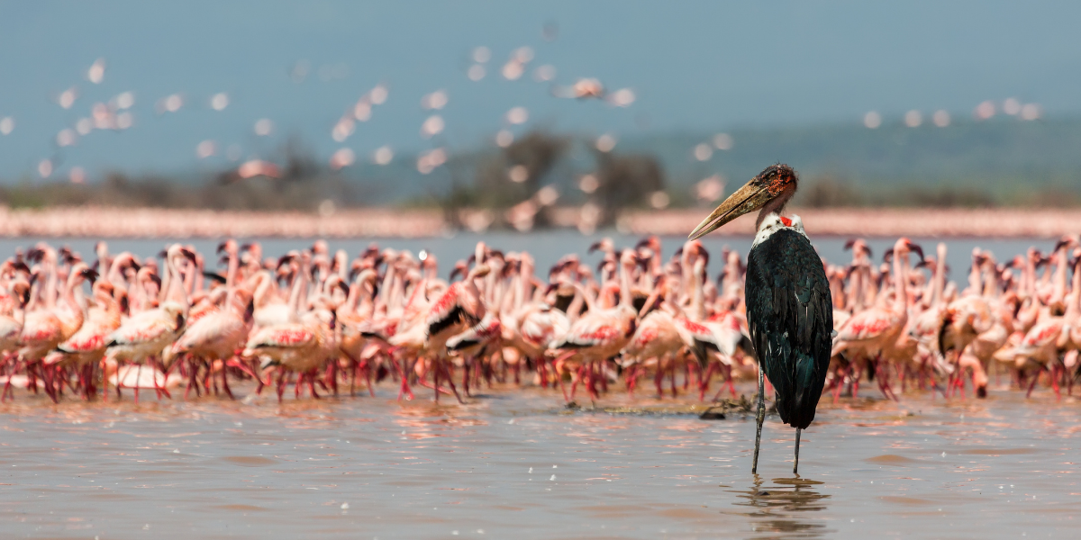 La région des lacs - Nakuru