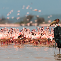 La région des lacs - Nakuru