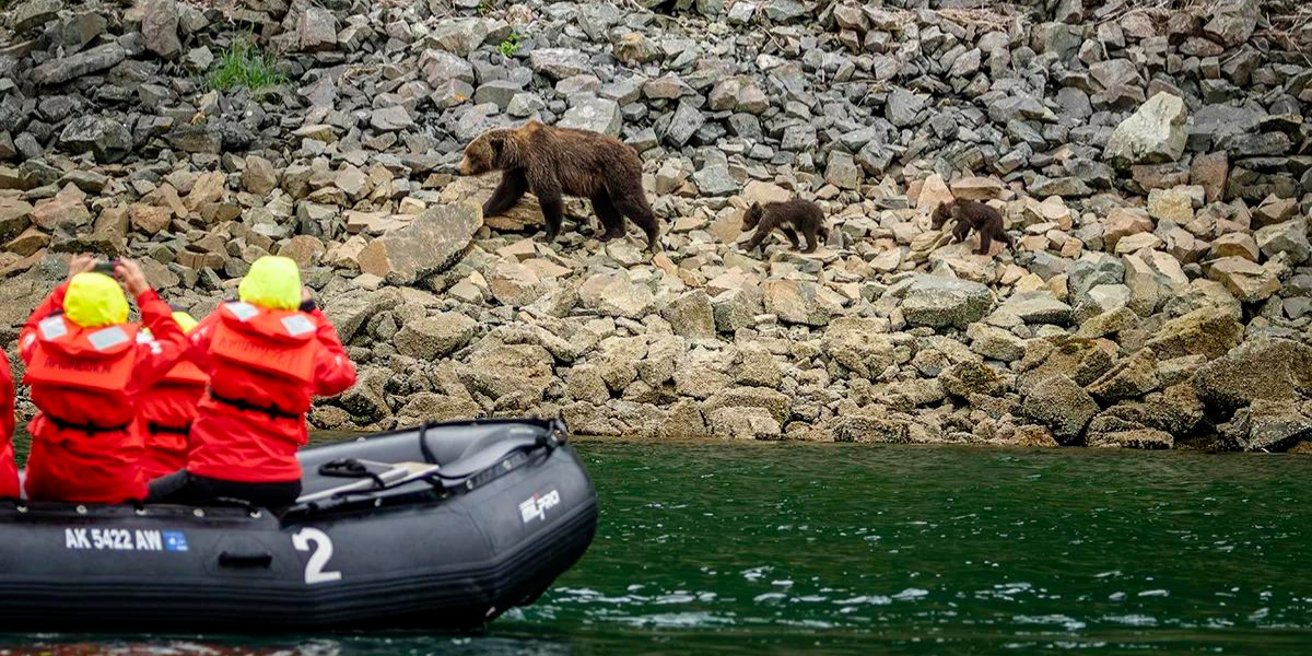 Les ours bruns de Katmai 