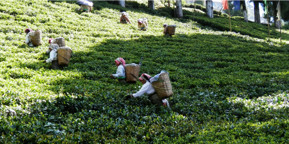 Daramshala – Kangra – Palampur 