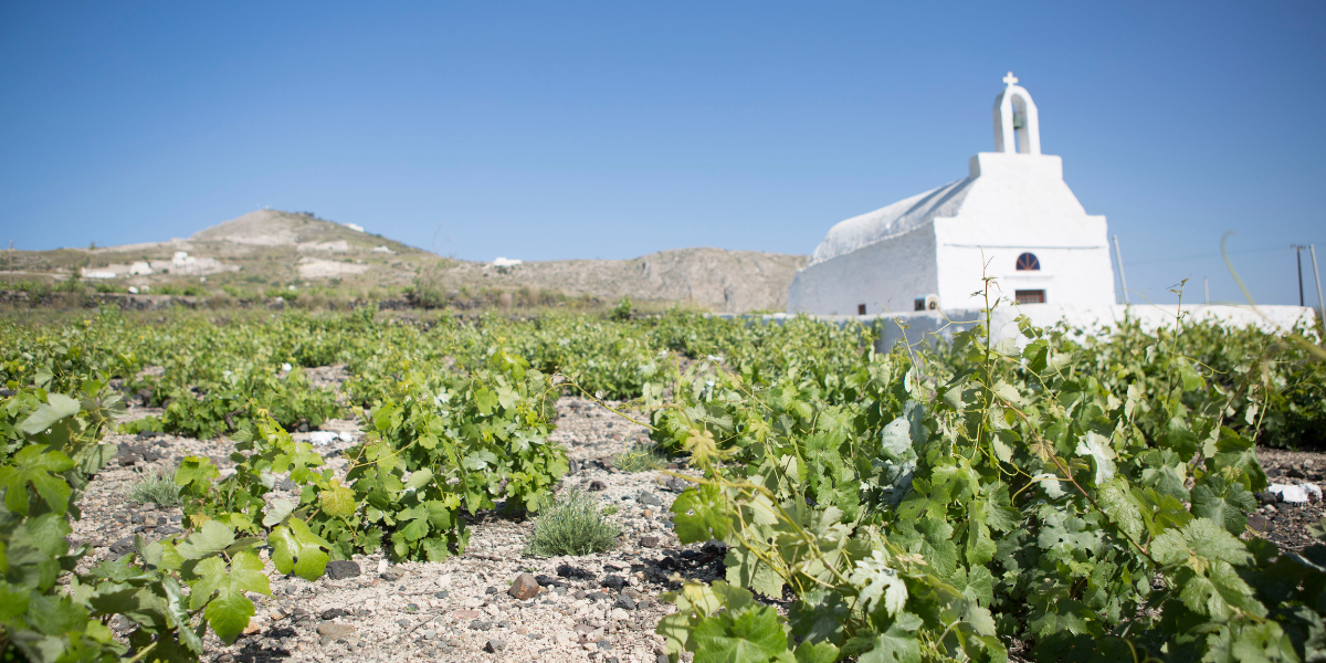 Santorin : dégustation de vin