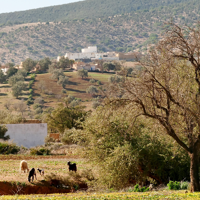 Essaouira : balade dans l’arrière-pays