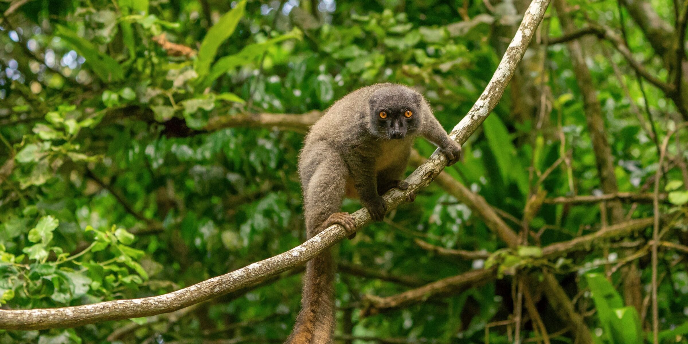 Nosy Be : réserve de Lokobe