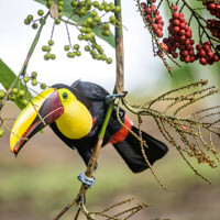 Tortuguero : excursion sur les canaux du parc national