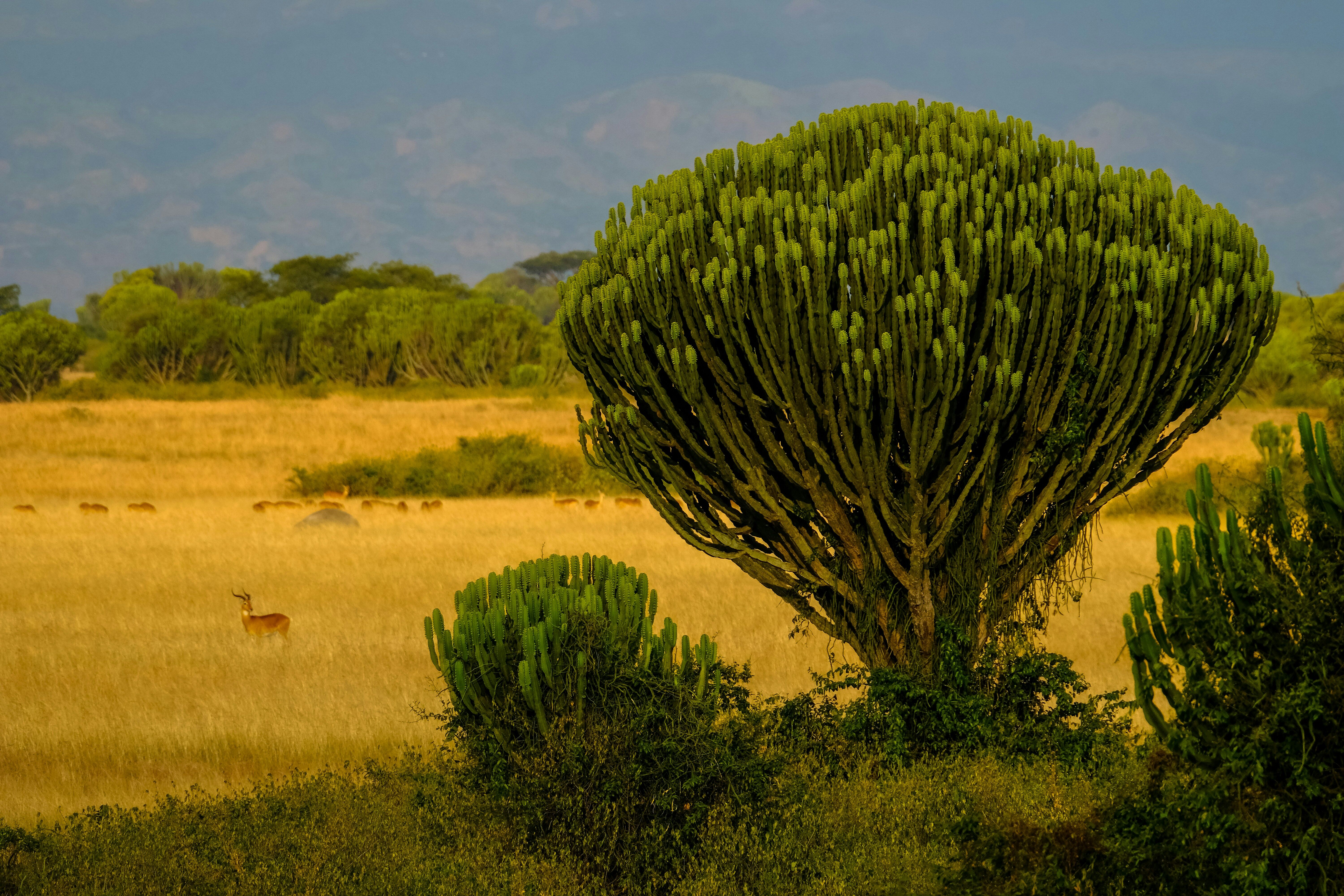 Parc national de Kibale – Parc national Queen Elizabeth