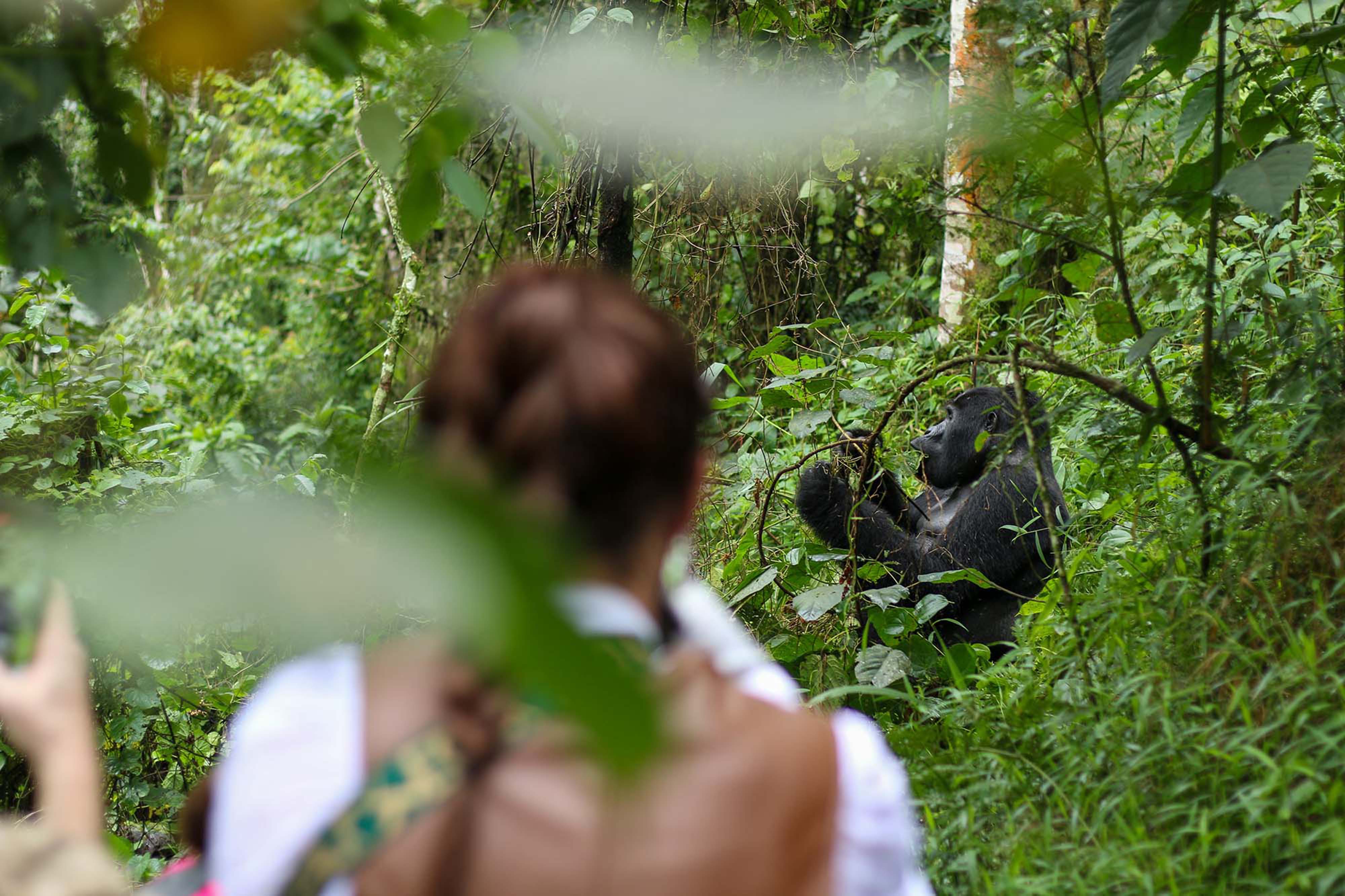 Ishasha - Parc National de Bwindi Impenetrable Forest