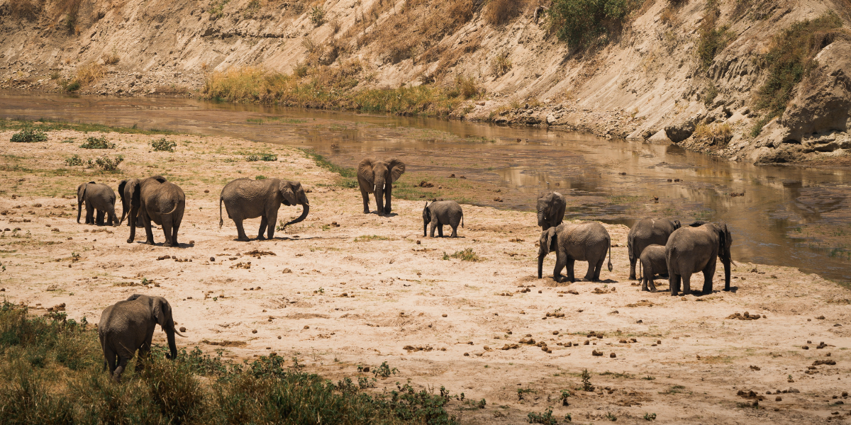Ngorongoro - Tarangire - Amini 