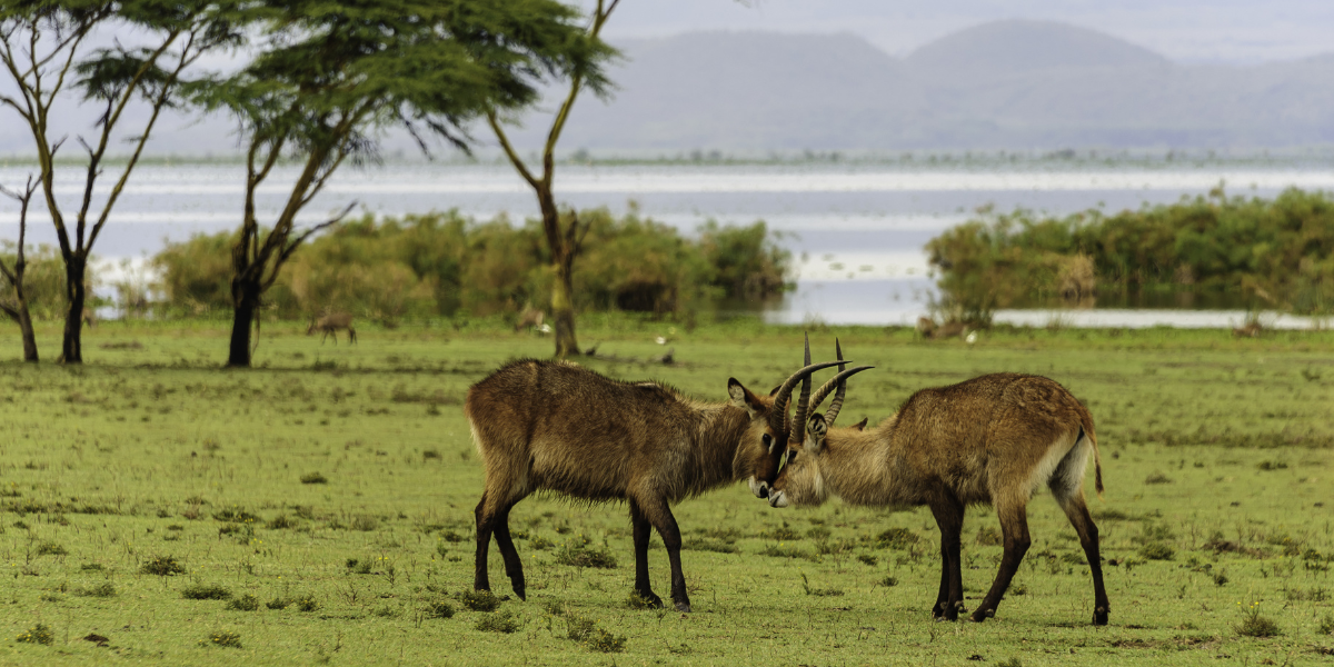 Naivasha et Crescent Island