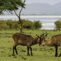 Naivasha et Crescent Island