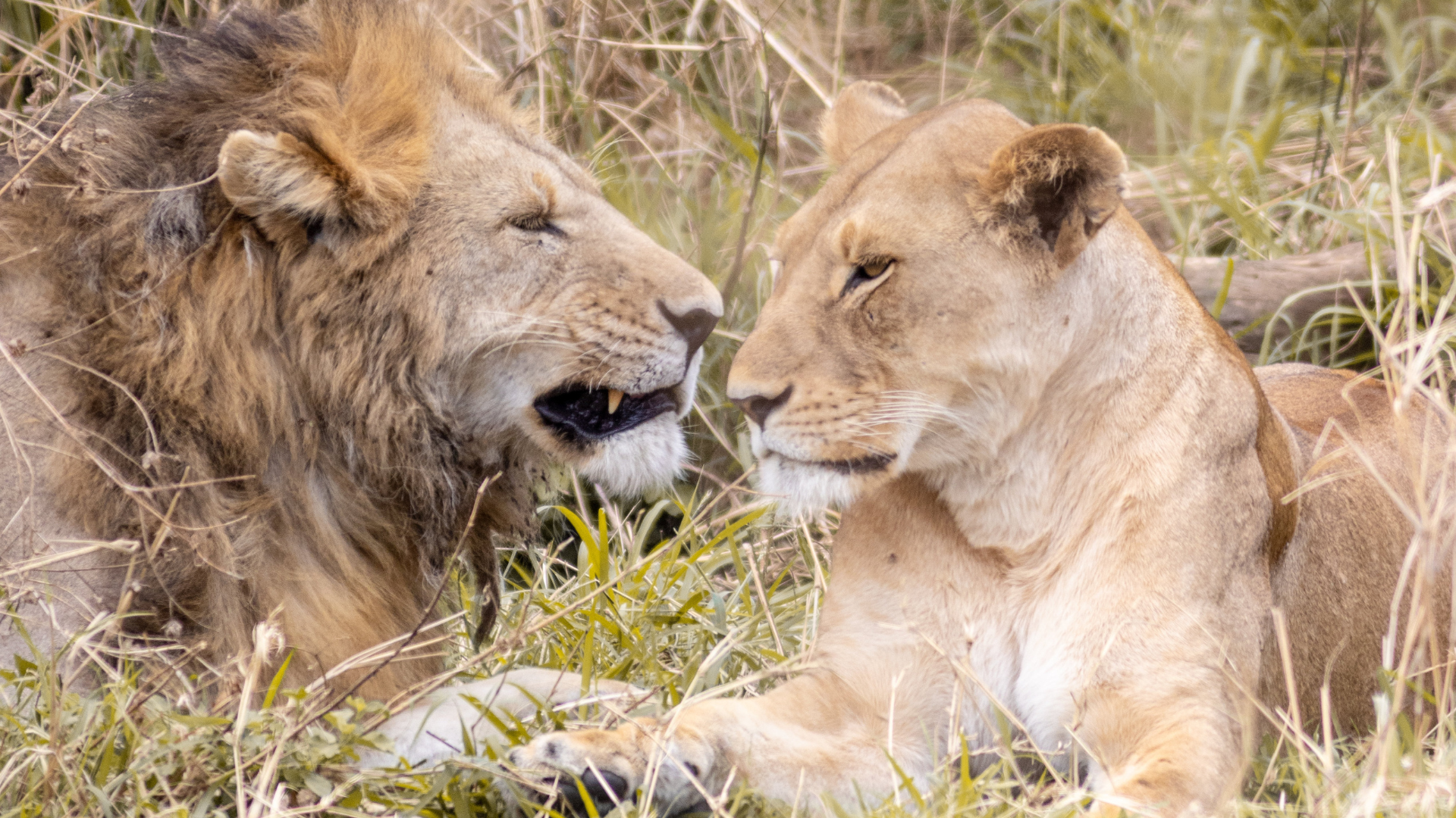 Parc national de Serengeti - Seronera