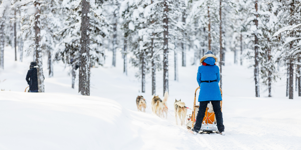Ylläsjärvi :  Balade en chiens de traîneaux et visite d’une ferme à huskies
