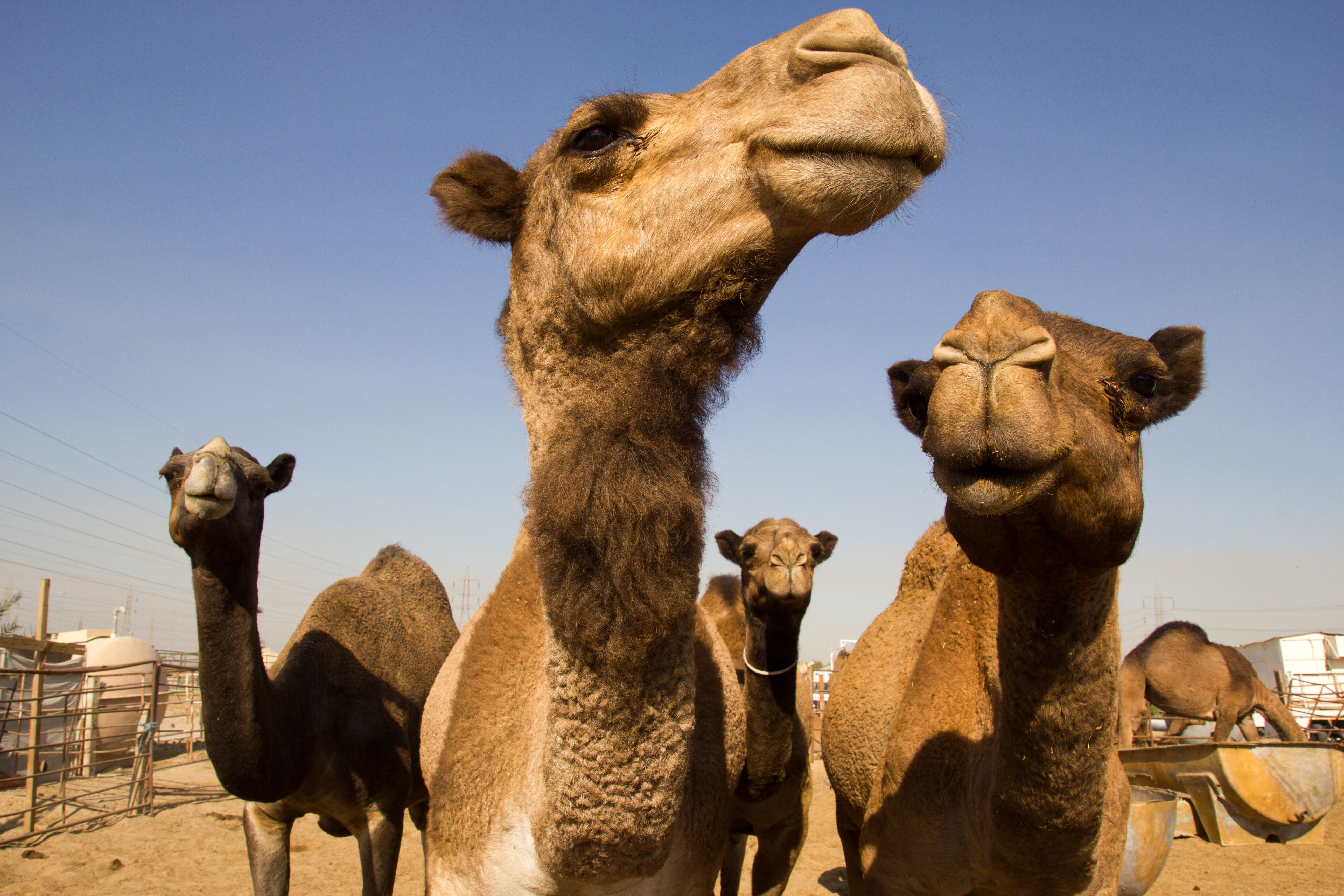 Des cavalières dans le désert 