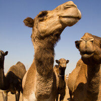 Des cavalières dans le désert