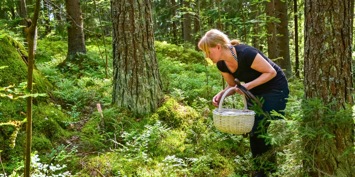 Les trésors de la forêt