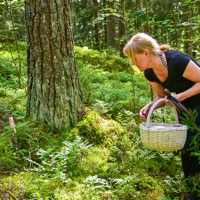Les trésors de la forêt