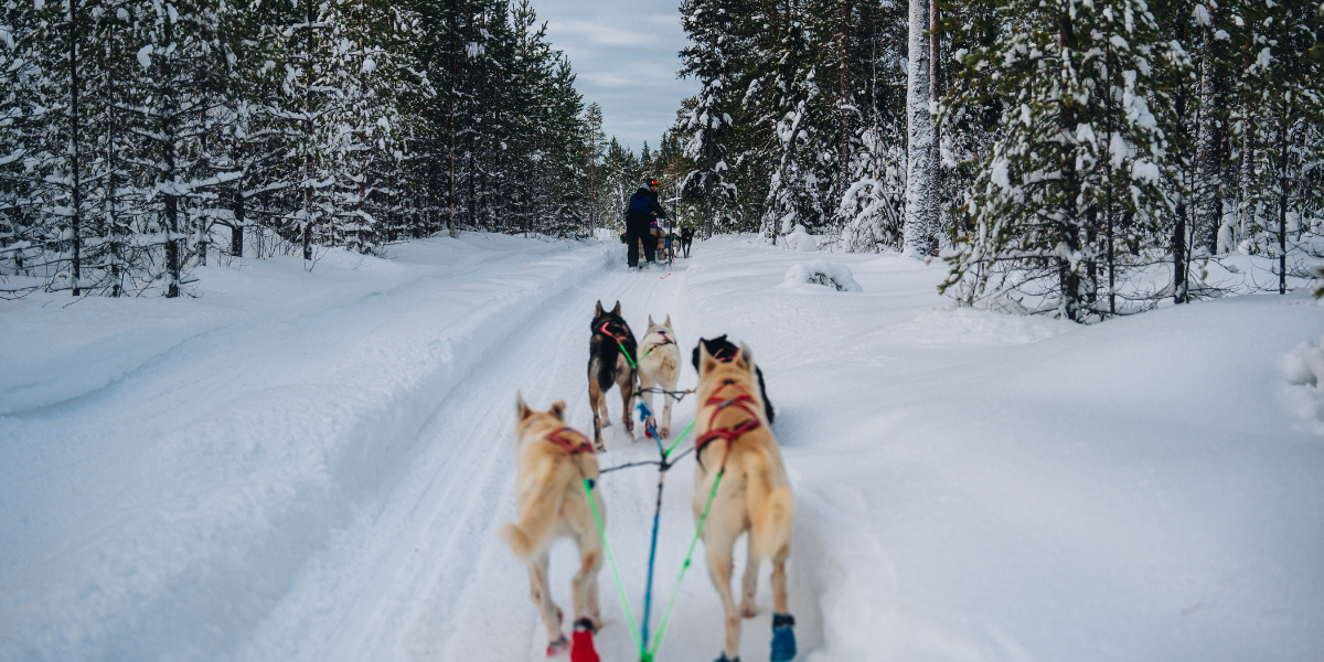 Safari en traineau à chiens et sauna 