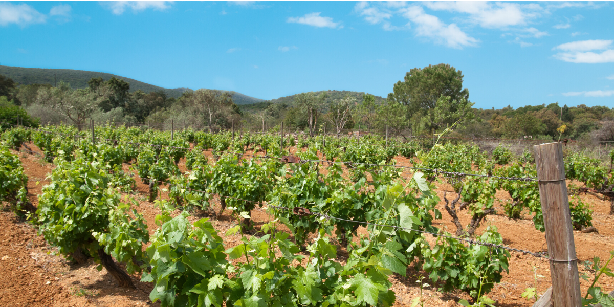 Vignes du Monte da Casteleja