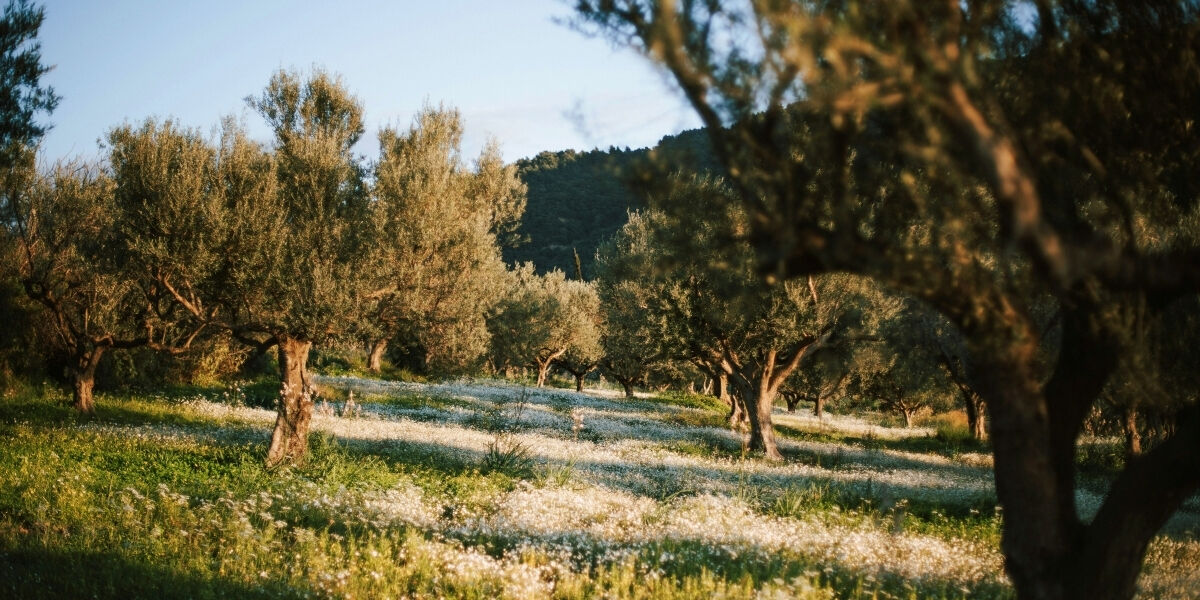 Pilates, dégustation d’huile d’olive et Yoga