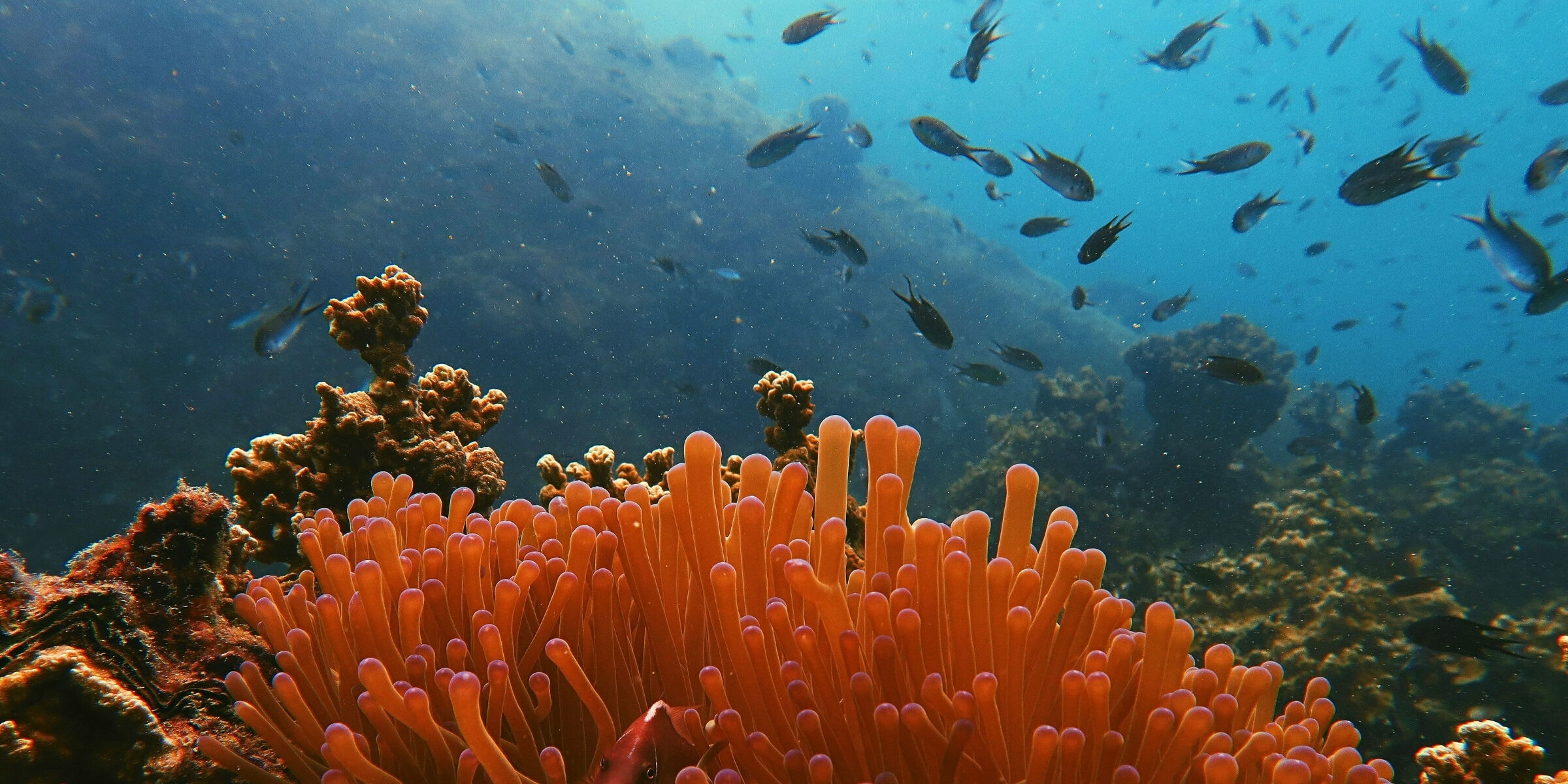 Palm Cove : la Grande Barrière de corail