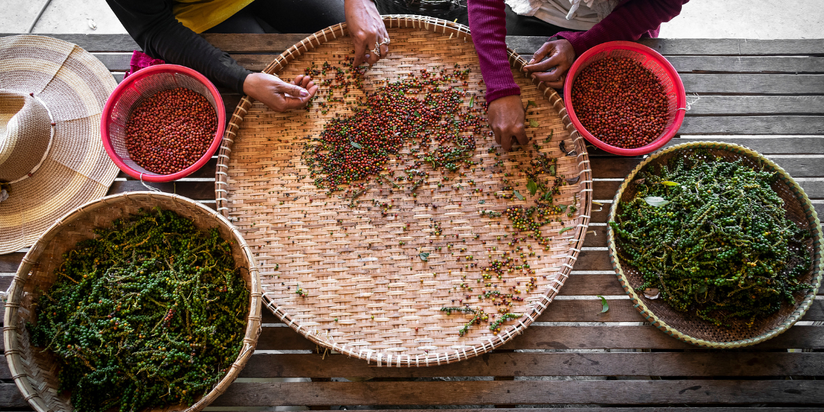 Vers Kampot en train