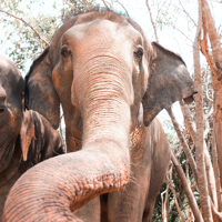 Immersion dans la vie locale de Koh Maprao