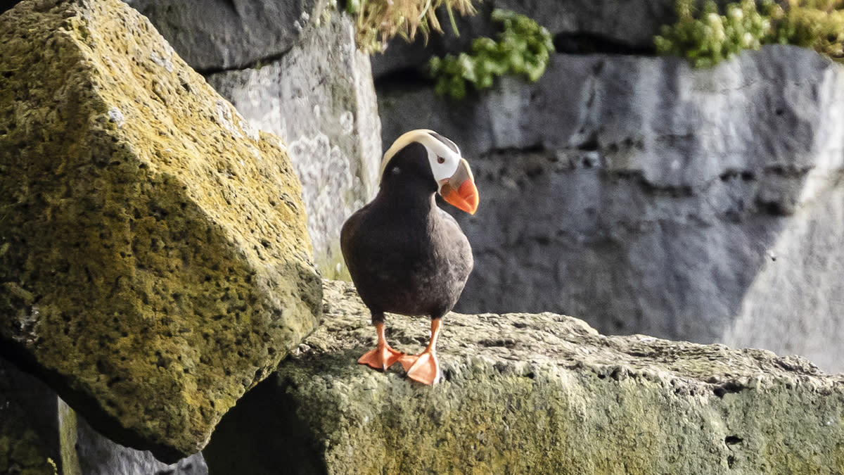La vie des Unangans à Saint-Paul 