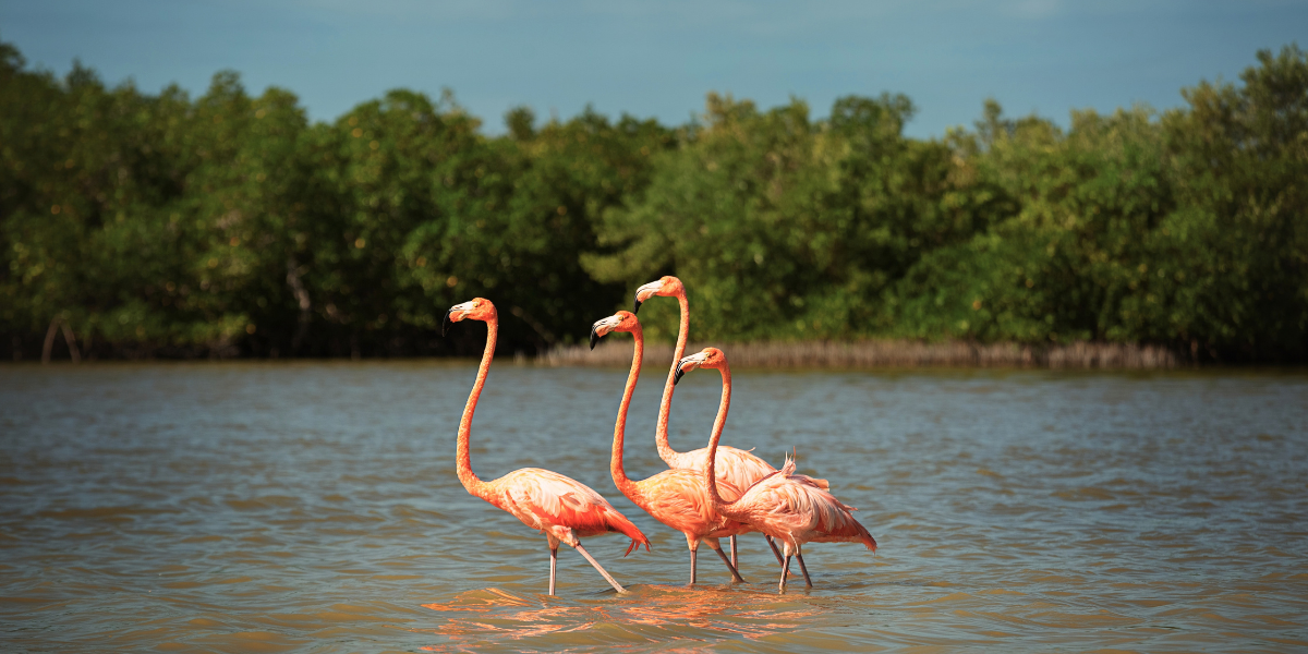 Rio Lagartos et Playa del Carmen