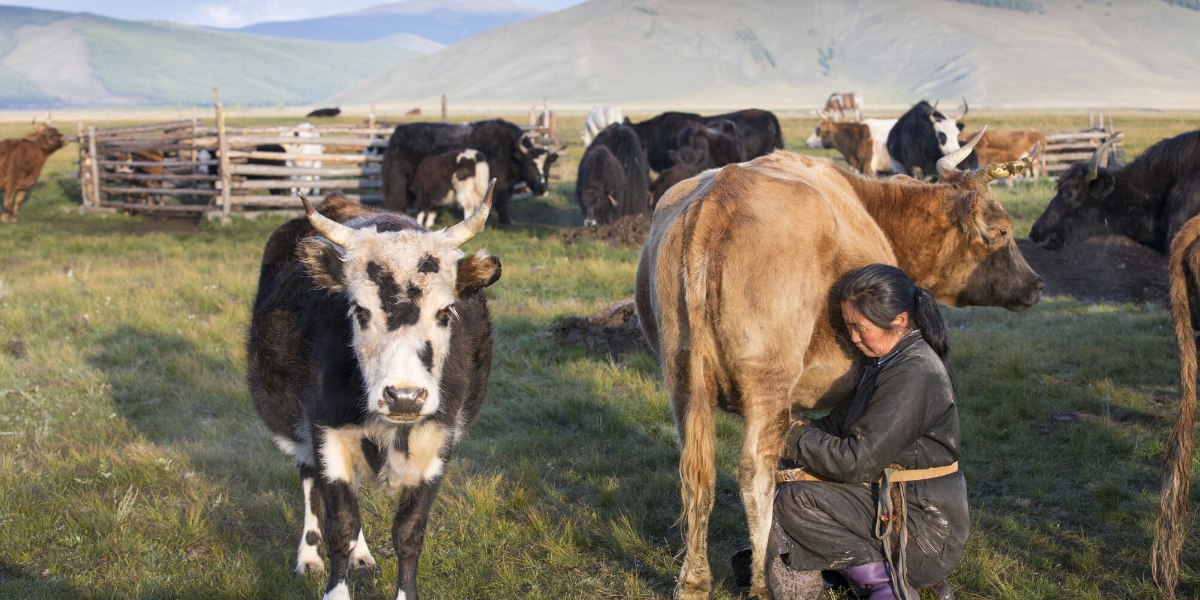 Dans la peau d'un nomade des steppes 