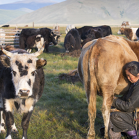 Dans la peau d'un nomade des steppes
