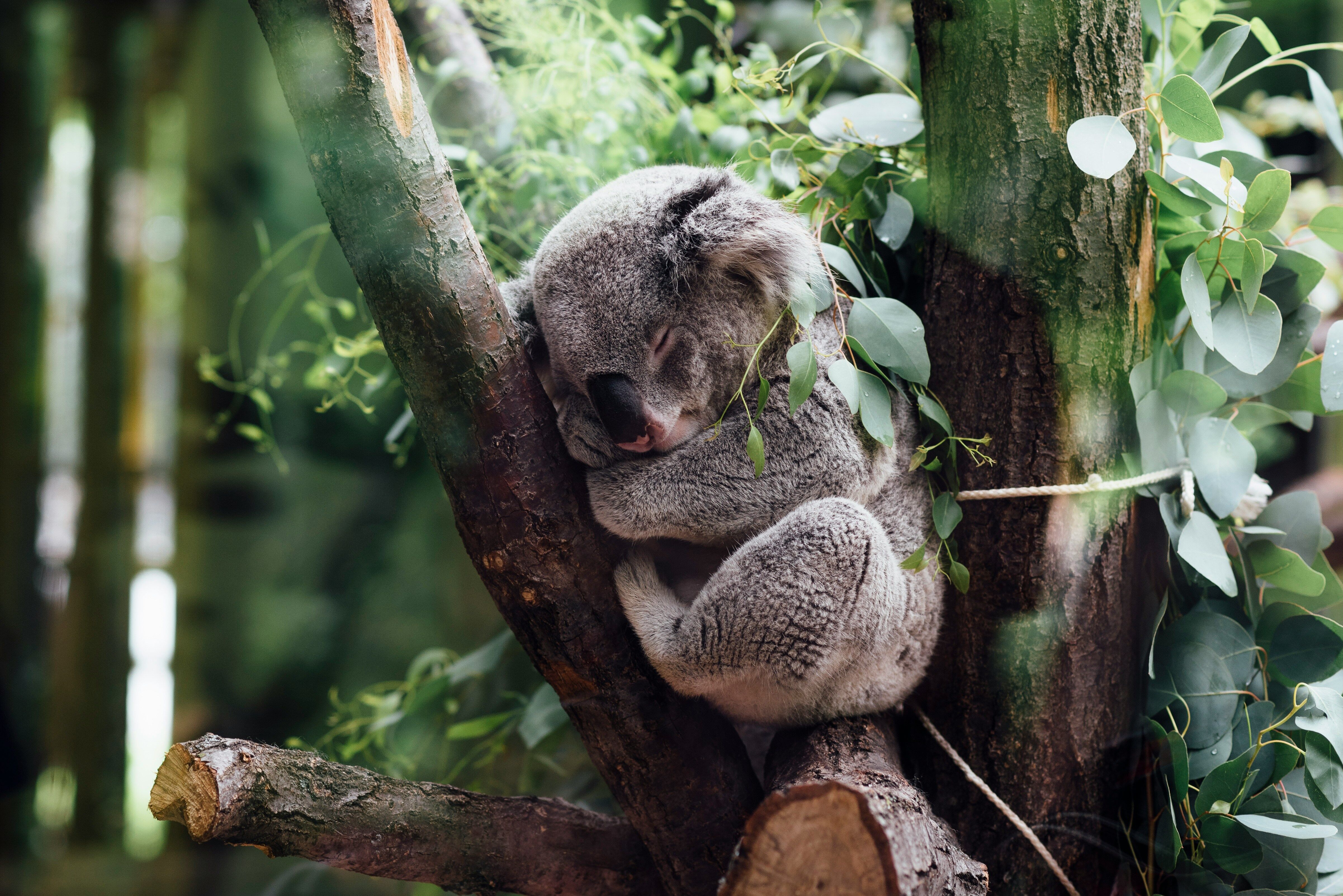  Brisbane : rencontre avec les koalas