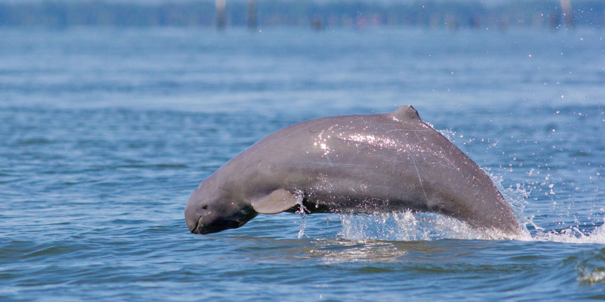 Direction Kratié à la recherche des dauphins de l'Irrawaddy