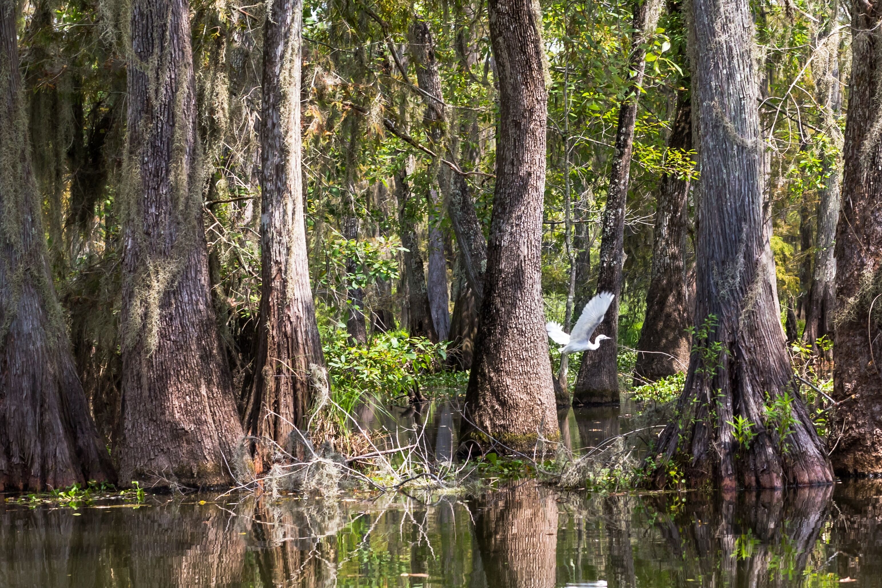 Houma - Nouvelle-Orléans 