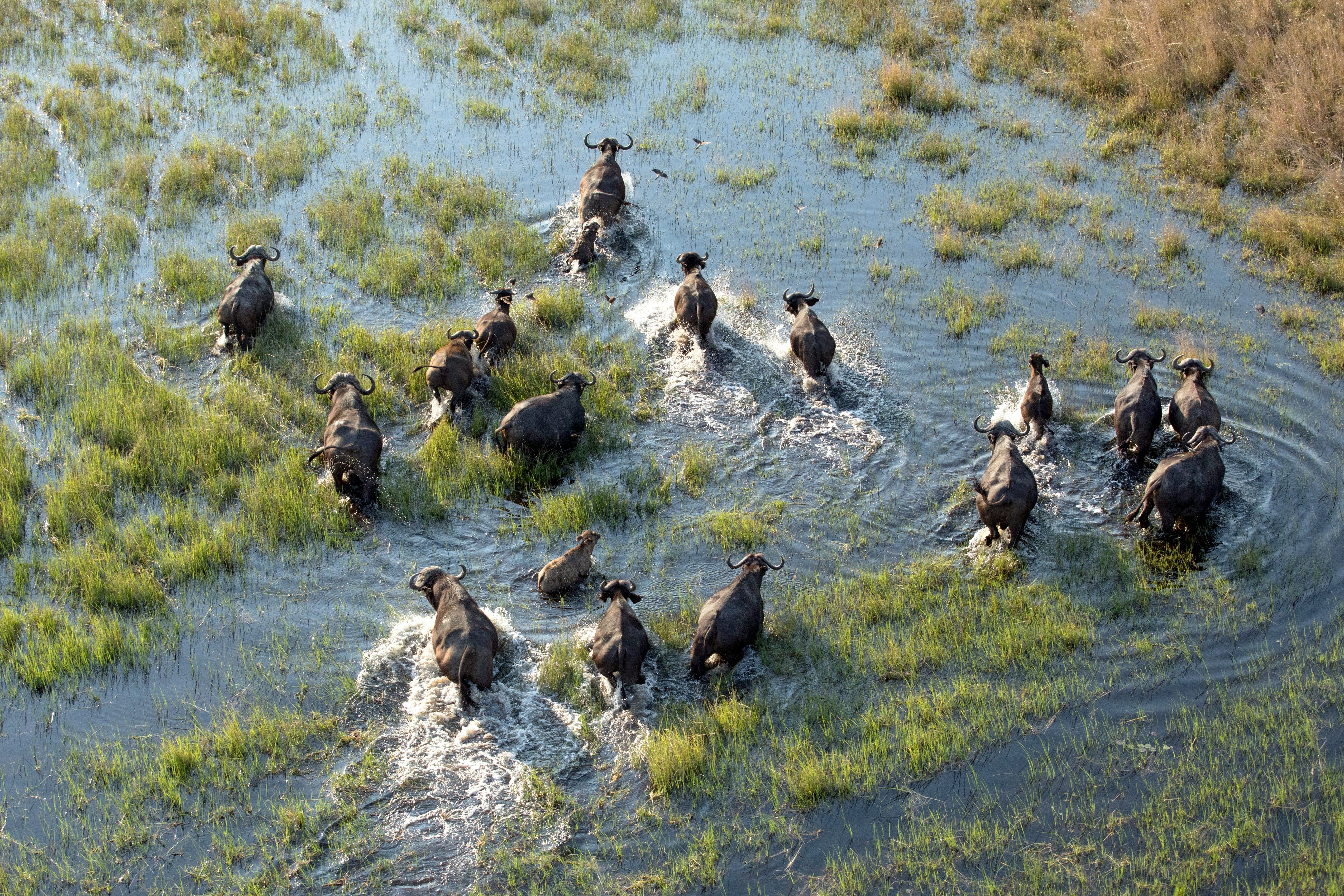 Delta de l’Okavango : exploration des îles 