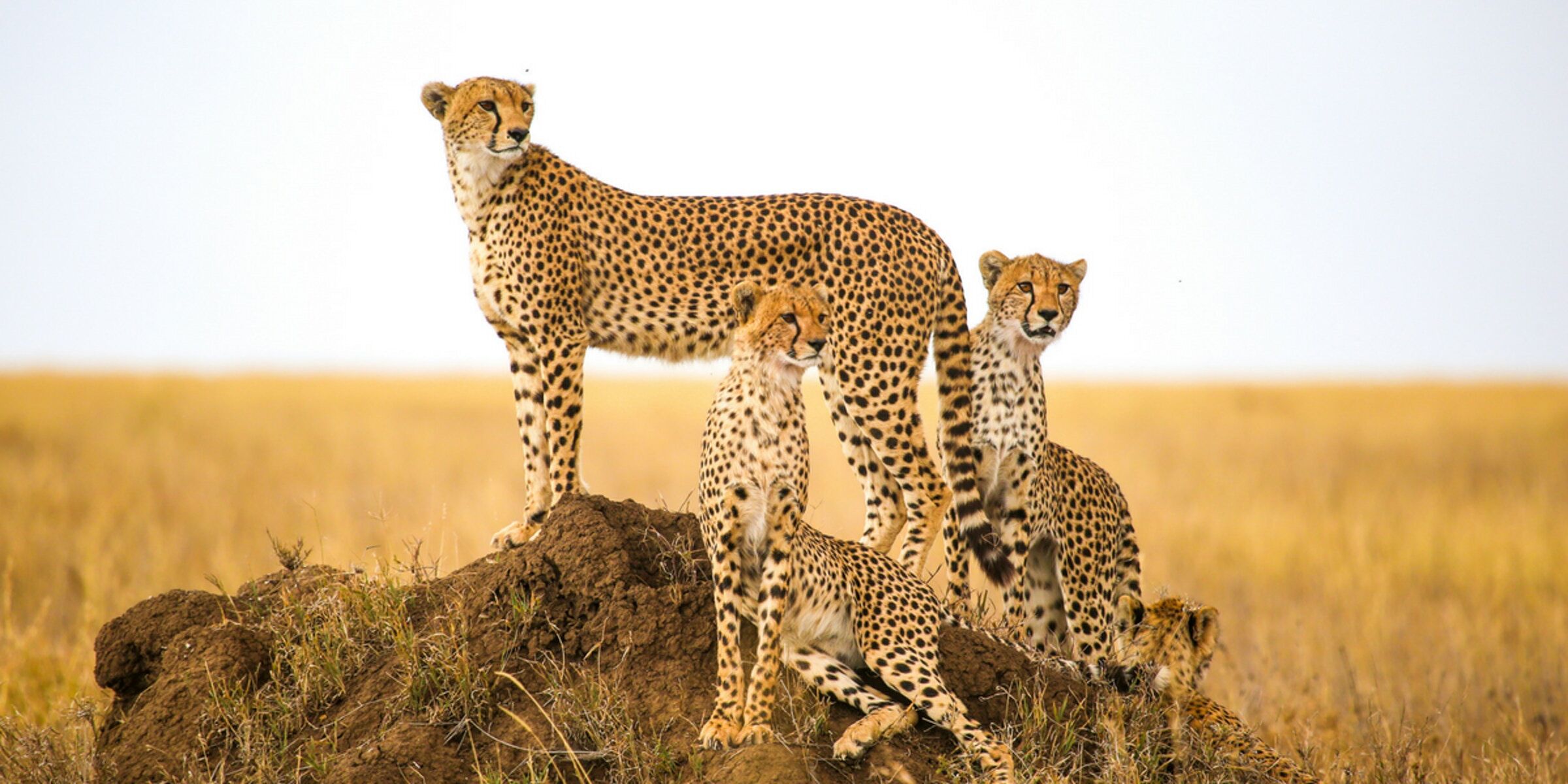 Parc national de Serengeti - Seronera