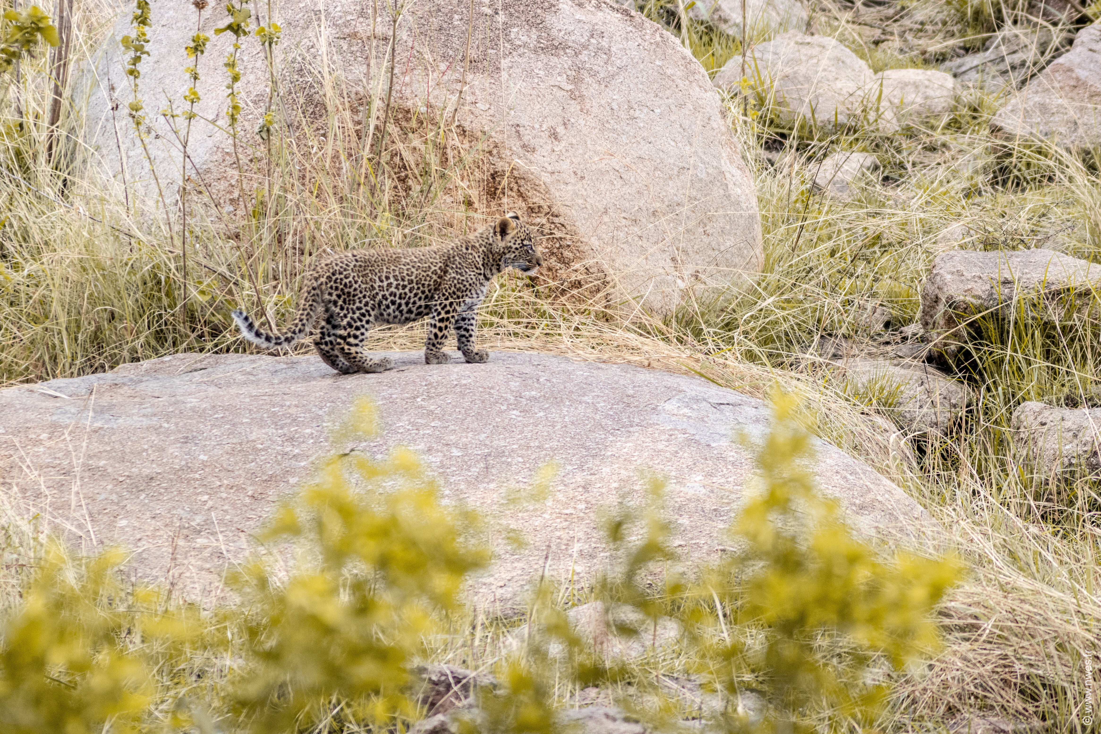 Parc national de Serengeti - Ngorongoro 