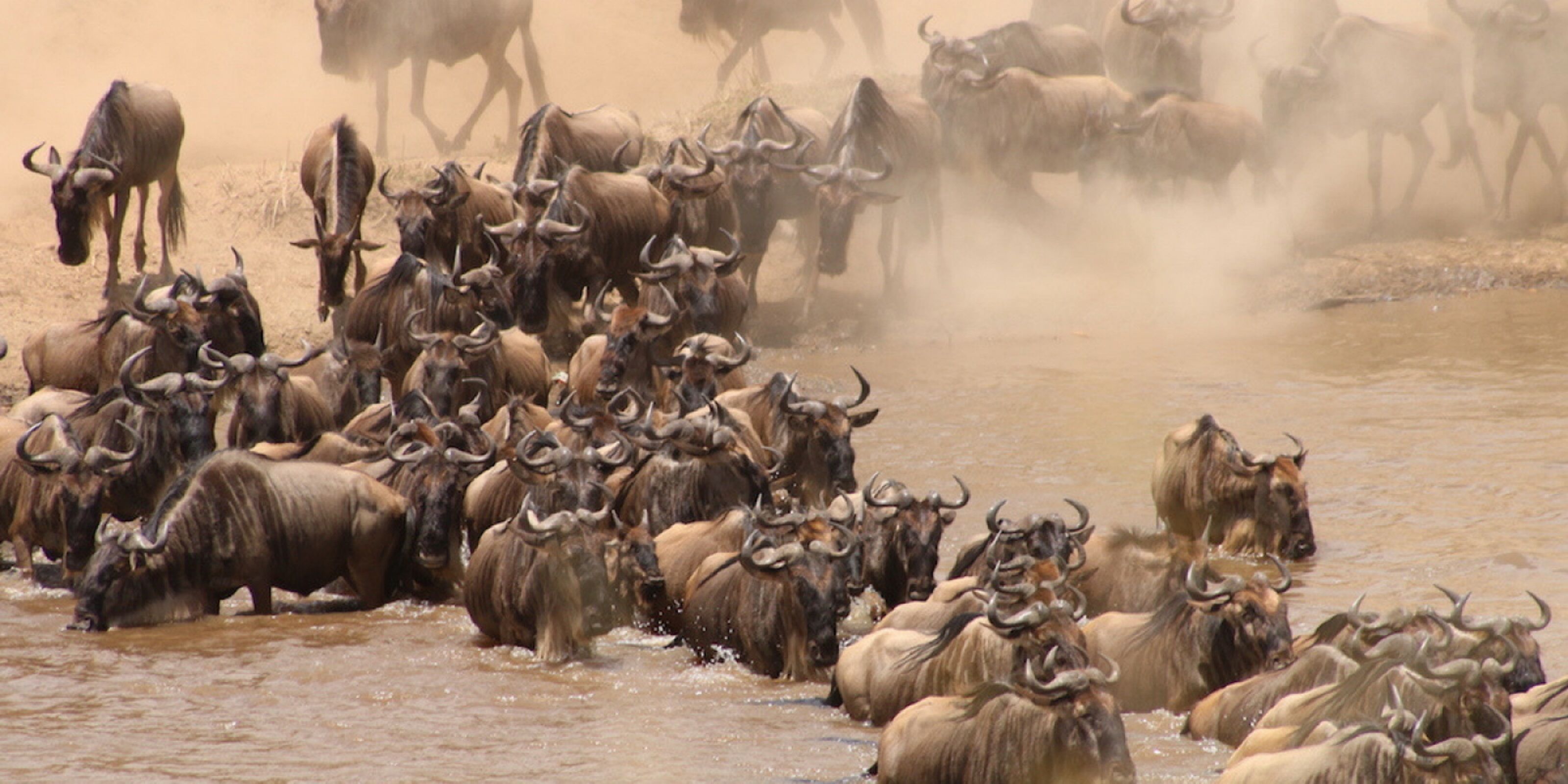 Parc national de Serengeti pour la Grande migration !